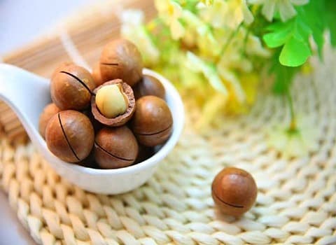 تصویر 4 از خرید فندق کوهی + بهترین قیمت